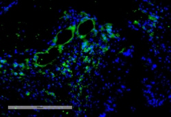 Invitrogen VPS35 Monoclonal Antibody (11H10), FITC 100 &mu;g; FITC:Antibodies,