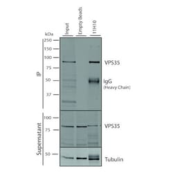 Invitrogen VPS35 Monoclonal Antibody (11H10), FITC 100 &mu;g; FITC:Antibodies,