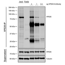 Invitrogen VPS35 Monoclonal Antibody (11H10), FITC 100 &mu;g; FITC:Antibodies,