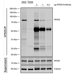 Invitrogen VPS35 Monoclonal Antibody (11H10), FITC 100 &mu;g; FITC:Antibodies,