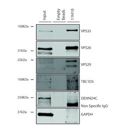 Invitrogen VPS35 Monoclonal Antibody (11H10), FITC 100 &mu;g; FITC:Antibodies,