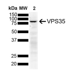 Invitrogen VPS35 Monoclonal Antibody (11H10), FITC 100 &mu;g; FITC:Antibodies,