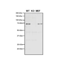 Invitrogen VPS35 Monoclonal Antibody (11H10), FITC 100 &mu;g; FITC:Antibodies,