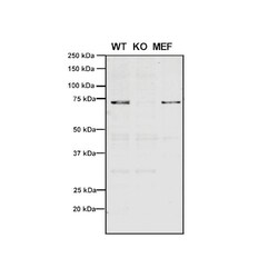 Invitrogen VPS35 Monoclonal Antibody (11H10), PerCP 100 &mu;g; PerCP:Antibodies,