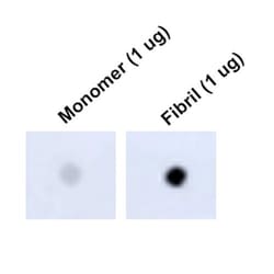 Invitrogen Tau Monoclonal Antibody (1D5), FITC 100 &mu;g; FITC:Antibodies,