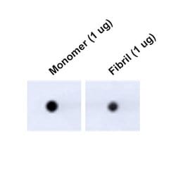 Invitrogen Tau Monoclonal Antibody (3D4), APC 100 &mu;g; APC:Antibodies,