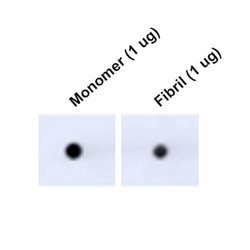 Invitrogen Tau Monoclonal Antibody (3D4), FITC 100 &mu;g; FITC:Antibodies,