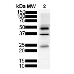 Invitrogen Tau Monoclonal Antibody (3D4), PerCP 100 &mu;g; PerCP:Antibodies,