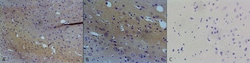 Invitrogen nNOS Monoclonal Antibody (J23), FITC 100 &mu;g; FITC:Antibodies,