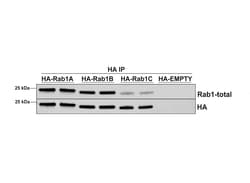 Invitrogen RAB1A Monoclonal Antibody (7H4), FITC 100 &mu;g | Buy Online | Invitrogen&trade; | Fisher Scientific