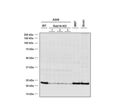 Invitrogen RAB1A Monoclonal Antibody (7H4), FITC 100 &mu;g | Buy Online | Invitrogen&trade; | Fisher Scientific