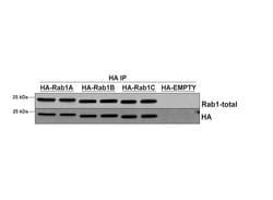 Invitrogen RAB1A Monoclonal Antibody (4G10), APC 100 &mu;g; APC:Antibodies,