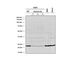 Invitrogen RAB1A Monoclonal Antibody (4G10), PerCP 100 &mu;g | Buy Online | Invitrogen&trade; | Fisher Scientific
