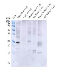 Invitrogen RAB3D Monoclonal Antibody (5E9), PerCP 100 &mu;g; PerCP:Antibodies,