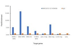 Invitrogen JMJD1B Recombinant Rabbit Monoclonal Antibody (PSH0-11) 100