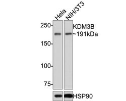 Invitrogen JMJD1B Recombinant Rabbit Monoclonal Antibody (PSH0-11) 100