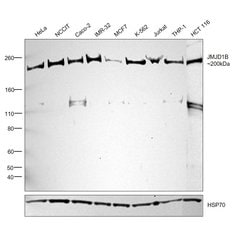 Invitrogen JMJD1B Recombinant Rabbit Monoclonal Antibody (PSH0-11) 100