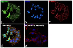 Invitrogen RICTOR Recombinant Rabbit Monoclonal Antibody (1D5) 100 &mu;L;