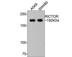 Invitrogen RICTOR Recombinant Rabbit Monoclonal Antibody (1D5) 100 &mu;L;