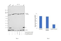 Invitrogen RICTOR Recombinant Rabbit Monoclonal Antibody (1D5) 100 &mu;L;