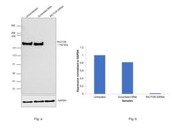 Invitrogen RICTOR Recombinant Rabbit Monoclonal Antibody (1D5) 100 &mu;L;