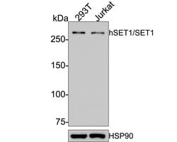 Invitrogen SETD1A Recombinant Rabbit Monoclonal Antibody (PH00-01) 100