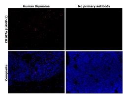 Invitrogen LAMP1 Monoclonal Antibody (H4A3) 100 &mu;g; Unconjugated:Antibodies,