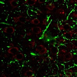 Invitrogen LAMP1 Monoclonal Antibody (H4A3) 100 &mu;g; Unconjugated:Antibodies,