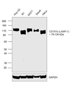 Invitrogen LAMP1 Monoclonal Antibody (H4A3) 100 &mu;g; Unconjugated:Antibodies,