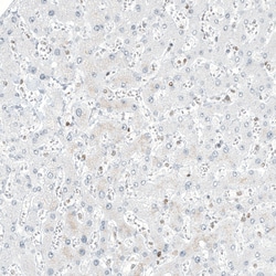 Invitrogen TFE3 Monoclonal Antibody (CL12822) 100 &mu;L; Unconjugated:Antibodies,