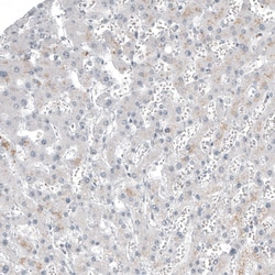 Invitrogen FOXL2 Monoclonal Antibody (CL12753) 100 &mu;L; Unconjugated:Antibodies,