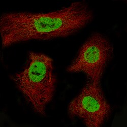 CDX2 Monoclonal Antibody (CL12967), Invitrogen 100 &mu;L; Unconjugated:Antibodies,
