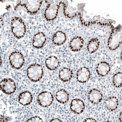 CDX2 Monoclonal Antibody (CL12967), Invitrogen 100 &mu;L; Unconjugated:Antibodies,