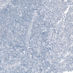 Invitrogen CDX2 Monoclonal Antibody (CL12967) 100 &mu;L; Unconjugated:Antibodies,