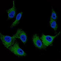 Invitrogen Melan-A Monoclonal Antibody (CL12863) 100 &mu;L; Unconjugated:Antibodies,
