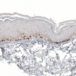 Invitrogen Melan-A Monoclonal Antibody (CL12863) 100 &mu;L; Unconjugated:Antibodies,