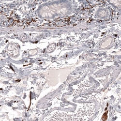 Invitrogen CD171 (L1CAM) Monoclonal Antibody (CL12984) 100 &mu;L; Unconjugated:Antibodies,