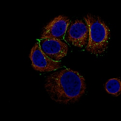 Invitrogen Claudin 3 Monoclonal Antibody (CL13128) 100 &mu;L; Unconjugated:Antibodies,
