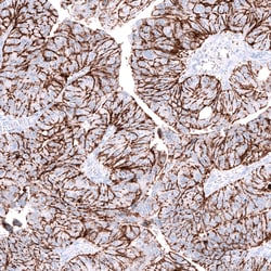 Invitrogen Claudin 3 Monoclonal Antibody (CL13128) 100 &mu;L; Unconjugated:Antibodies,