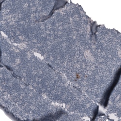 Invitrogen Claudin 3 Monoclonal Antibody (CL13128) 100 &mu;L; Unconjugated:Antibodies,