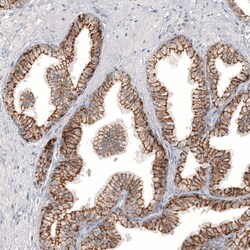 Invitrogen Claudin 3 Monoclonal Antibody (CL13128) 100 &mu;L; Unconjugated:Antibodies,