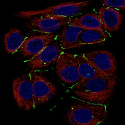 Invitrogen Claudin 3 Monoclonal Antibody (CL13130) 100 &mu;L; Unconjugated:Antibodies,