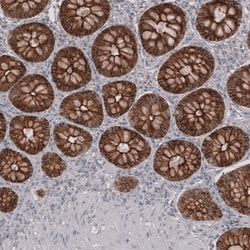 Invitrogen Claudin 3 Monoclonal Antibody (CL13130) 100 &mu;L; Unconjugated:Antibodies,