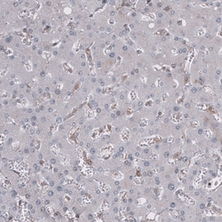 Invitrogen GSPT1 Monoclonal Antibody (CL13332) 100 &mu;L; Unconjugated:Antibodies,