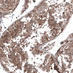 Invitrogen GSPT1 Monoclonal Antibody (CL13332) 100 &mu;L; Unconjugated:Antibodies,