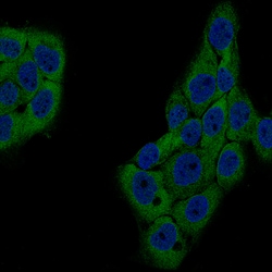 Invitrogen GSPT1 Monoclonal Antibody (CL13336) 100 &mu;L; Unconjugated:Antibodies,