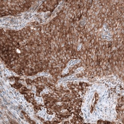 Invitrogen GSPT1 Monoclonal Antibody (CL13336) 100 &mu;L; Unconjugated:Antibodies,