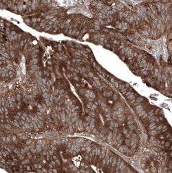 Invitrogen GSPT1 Monoclonal Antibody (CL13336) 100 &mu;L; Unconjugated:Antibodies,