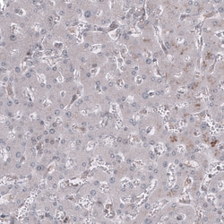 Invitrogen GSPT1 Monoclonal Antibody (CL13336) 100 &mu;L; Unconjugated:Antibodies,