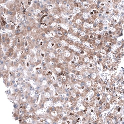 Invitrogen TSPO Monoclonal Antibody (CL13358) 100 &mu;L; Unconjugated:Antibodies,